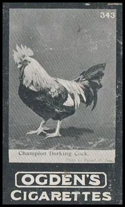 02OGIA3 343 Champion Dorking Cock.jpg